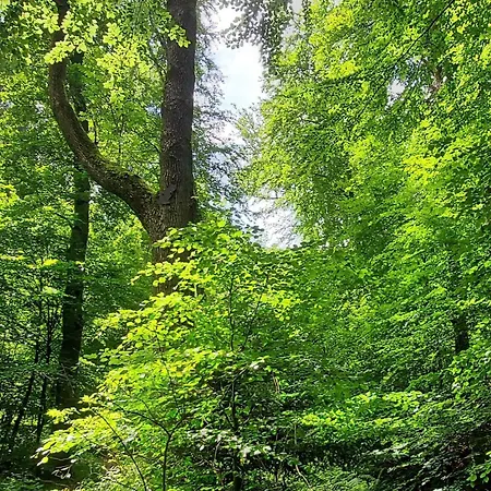 Апартаменты Wanderfalke By Interhome Бад-Гарцбург