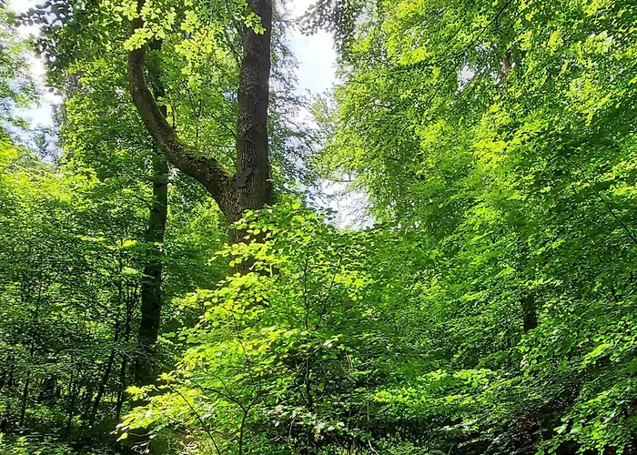 Appartement Wanderfalke By Interhome Bad Harzburg